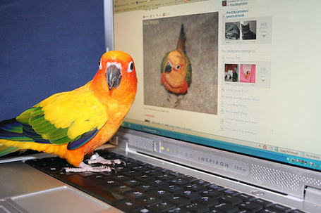 Bird-on-computer_medium