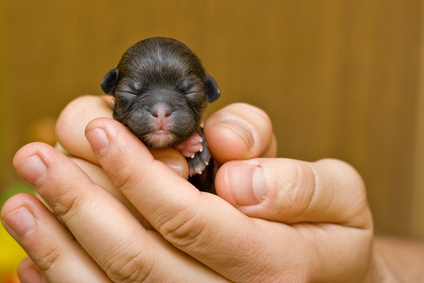 Newborn-rottweiler-puppy-puppies-15138288-424-283_medium