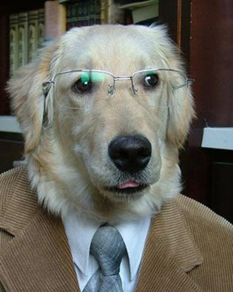 Dog_suit_medium