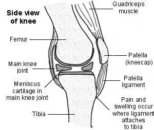 Knee-diagram2_medium