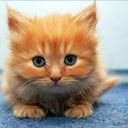 Cute-kitten_reasonably_small_medium