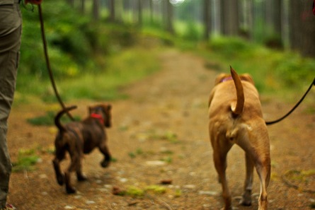 Dogs-on-leash_medium