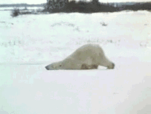 Bear-gifs-dragging-polar-bear_medium