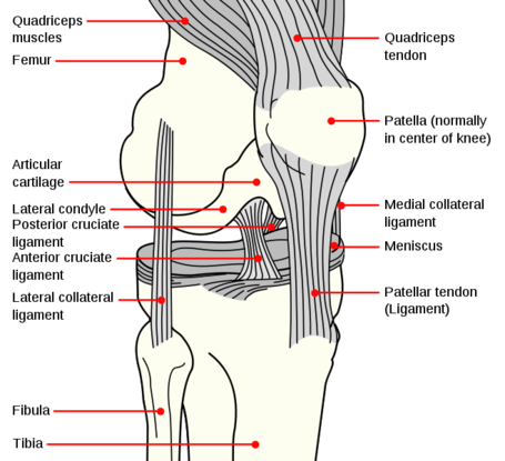 658px-knee_diagram