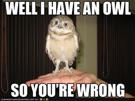 Funny-pictures-owl-wrong_medium