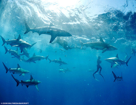 Swim_with_sharks_medium