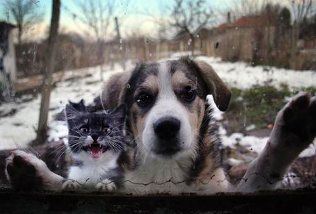 Dog-and-cat-chillin_medium